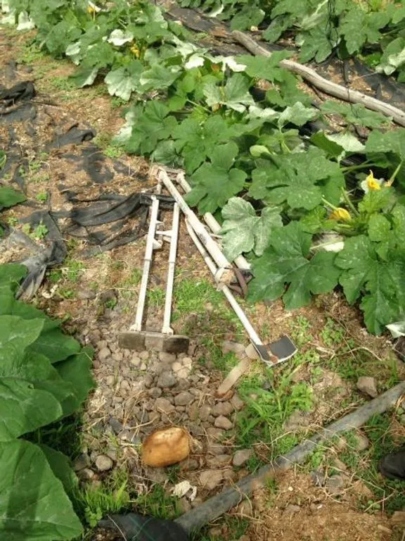 Garden - Land with Greenhouse in Guía de Isora