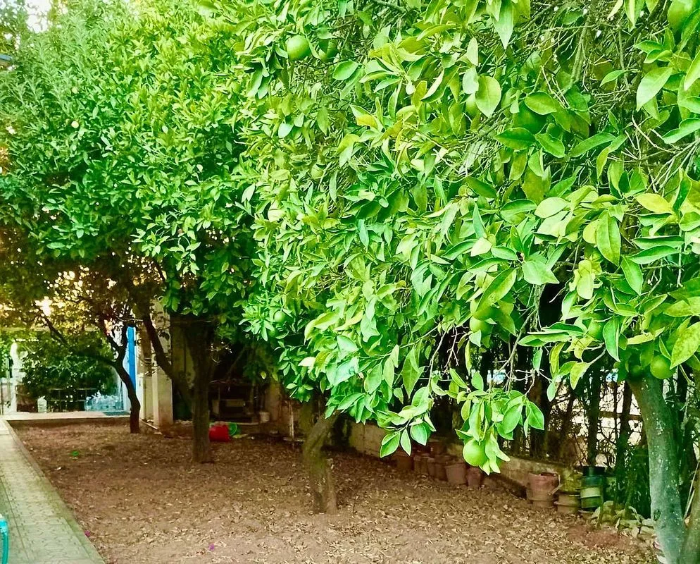 garden