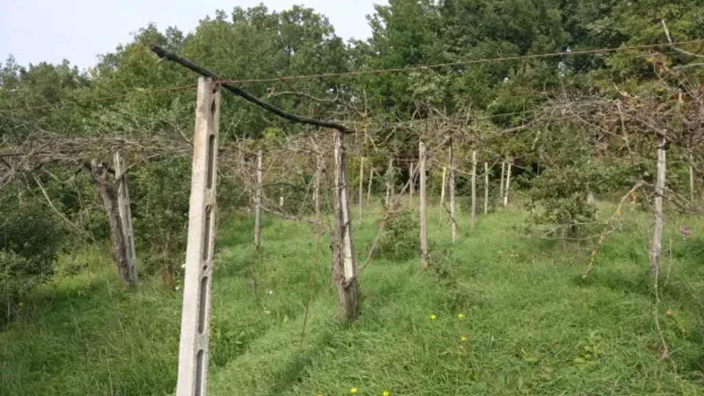 Jardin - Rustic Casale with Olive Grove in Castel Madama