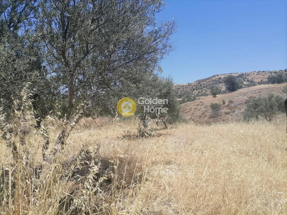Garden - Buildable Plot with Olive Trees in Phaistos