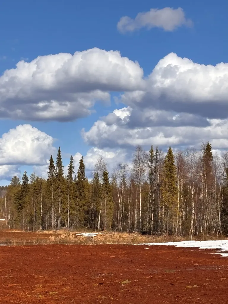 Forest Property with Development Potential in Gällivare