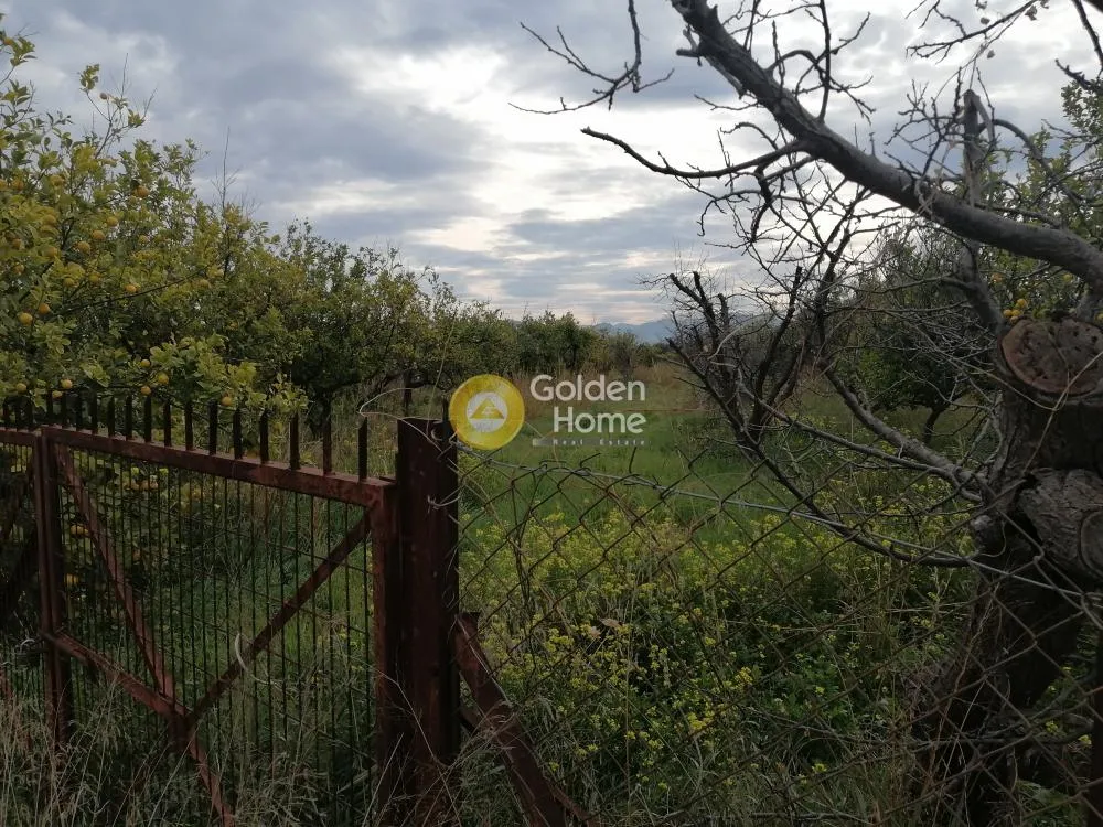 Jardin - Agricultural Plot with Citrus Trees in Tragana