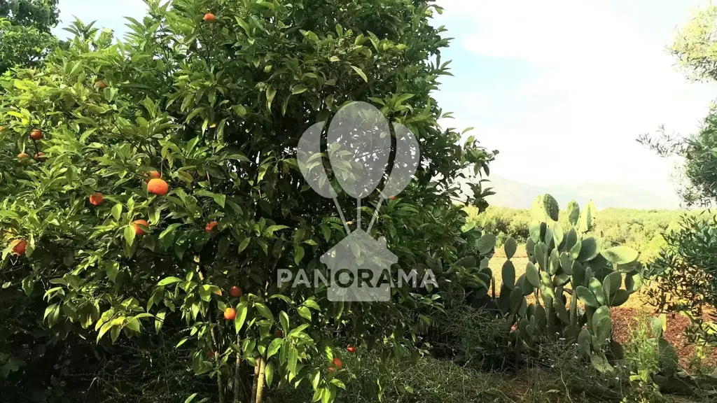 Garden - Villa with Olive Grove in Partinico