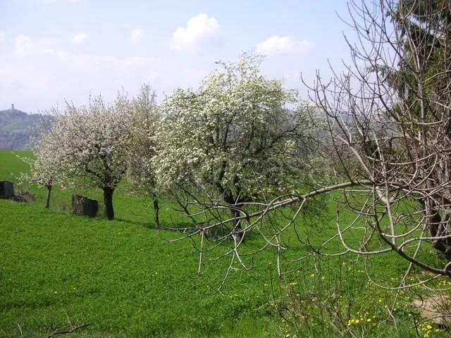 Garden - Rustic Stone Casale with Cultivable Land in Murazzano