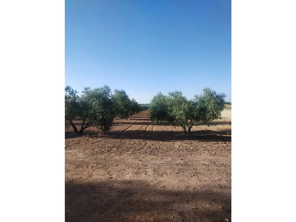 Aed - Rural House with Pool in Manzanares