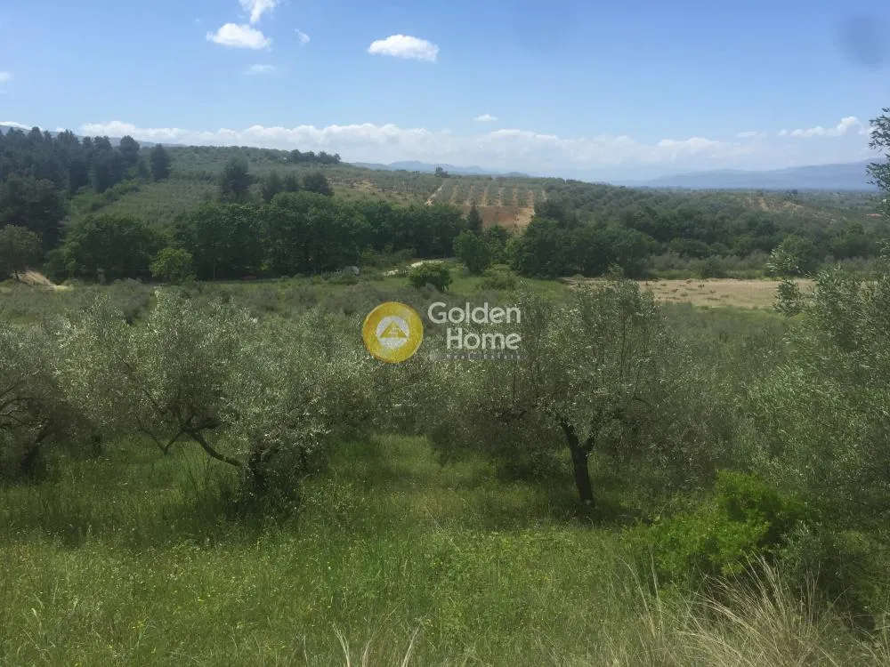 Aed - Agricultural Plot with Olive Trees in Avgoria
