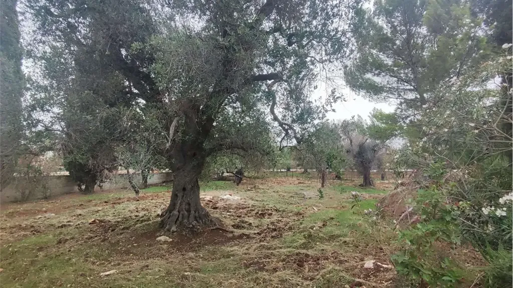 Jardin - Bilocale with Olive Grove in Carovigno