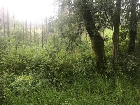 Jardin - Plot with Views in Zas, A Coruña