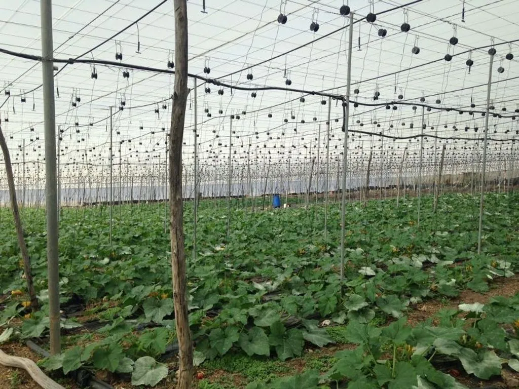 Garden - Land with Greenhouse in Guía de Isora