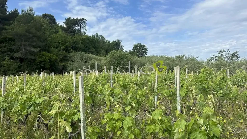 Garden - Rustic House with Vineyard in San Biagio della Cima
