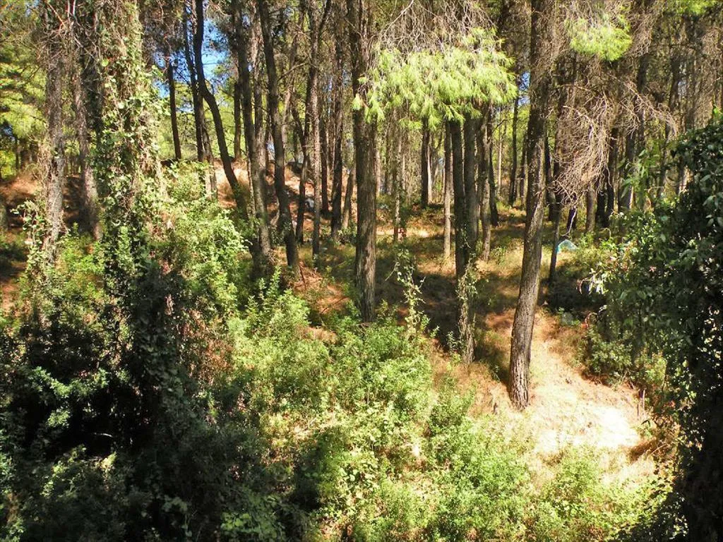 Jardin - Detached House with Garden in Thracomacedones