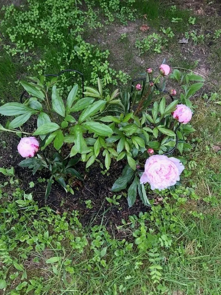 Giardino - Charming Cottage with Forest Glade in Ängsholmen