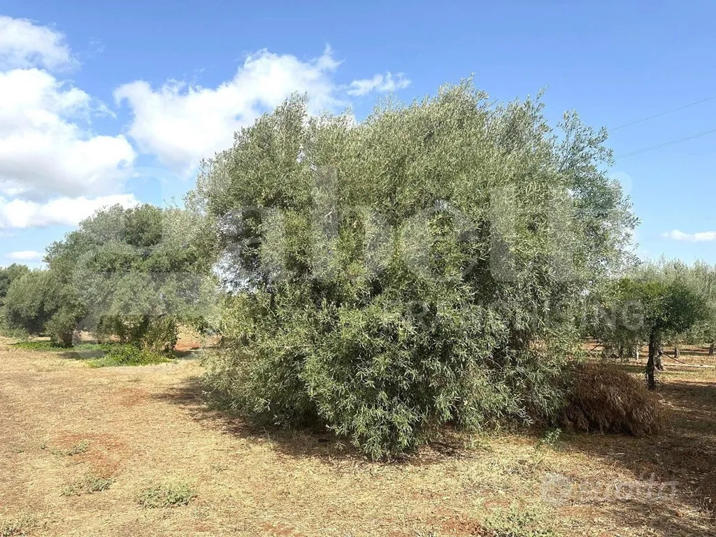 Aed - Buildable Land with Sea View in Noto