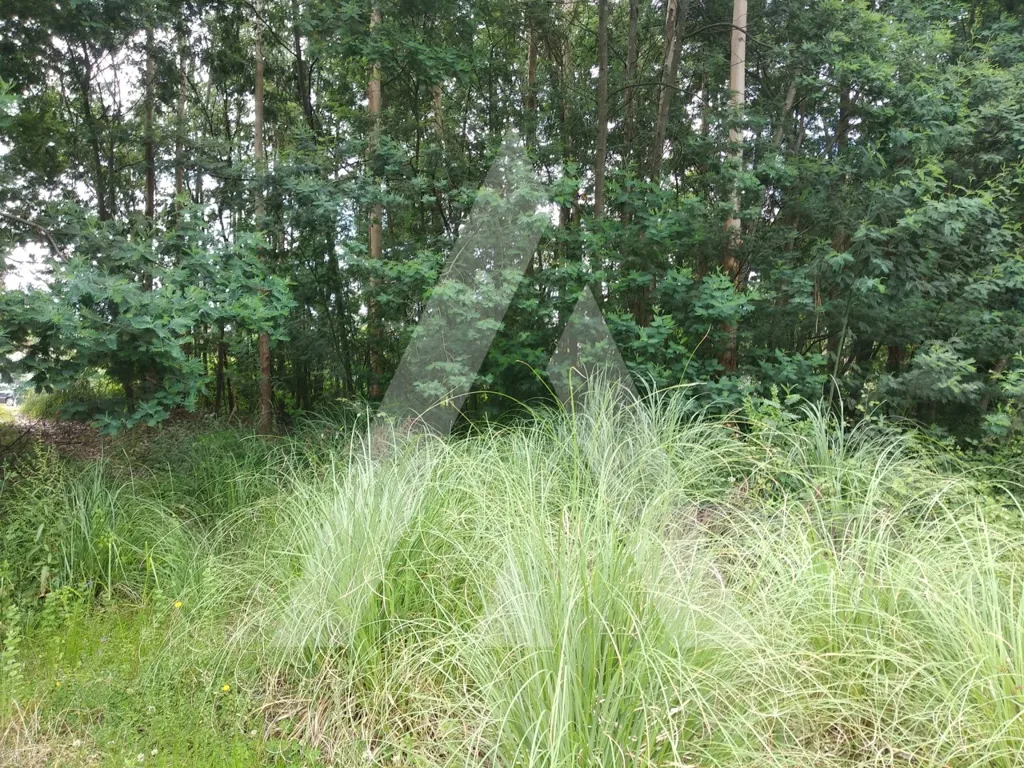 Garden - Approved Industrial Plot in Loureiro, Oliveira de Azeméis