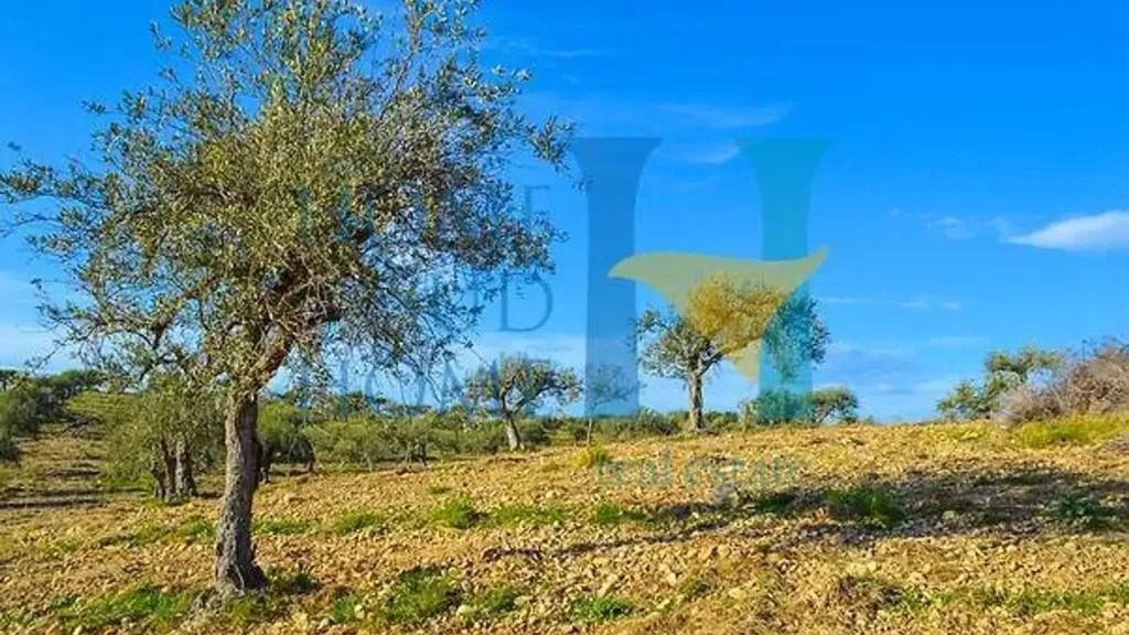 Garden - Villa with Olive Grove in Noto