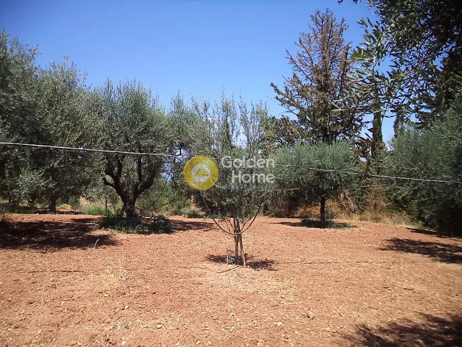 Garden - Agricultural Plot with Olive Trees in Egio Centre