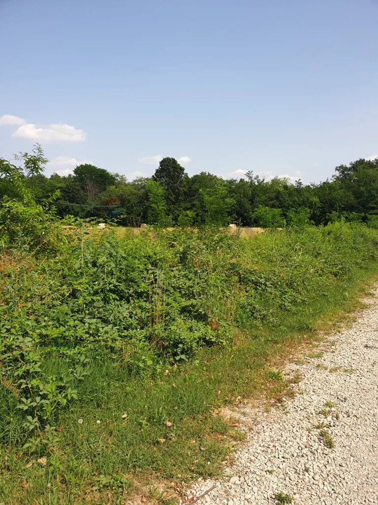 Aed - Agricultural Land with Solar Exposure in Castellanza
