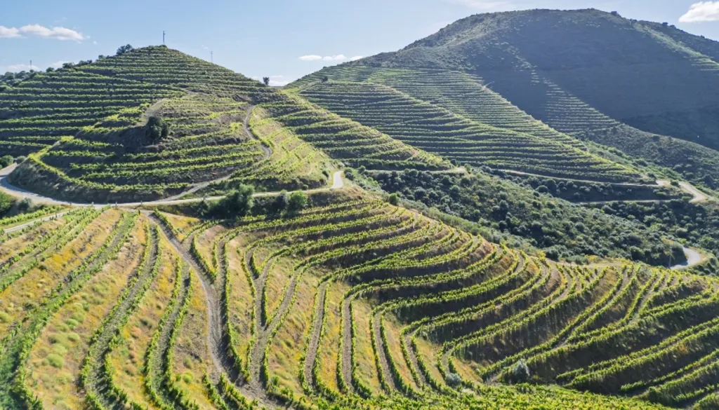Vineyard with Riverfront in Douro Superior
