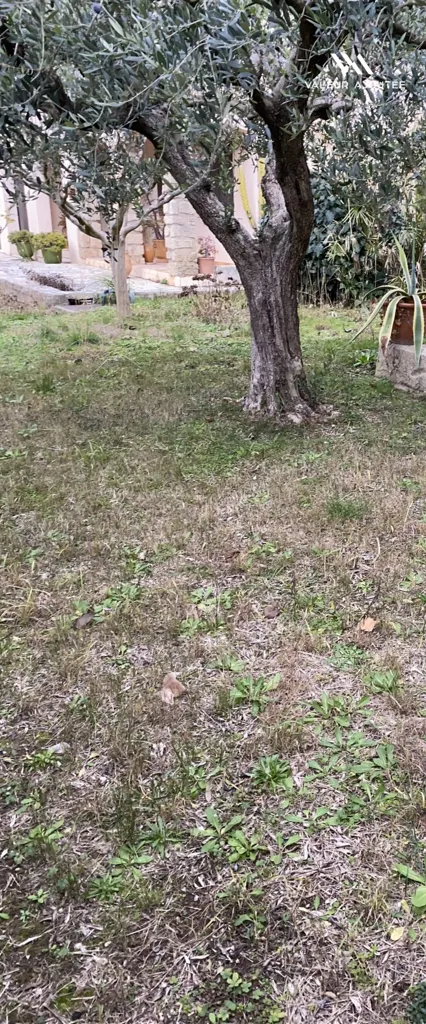 Jardin - Maison de Plain-Pied avec Balcons à Lunel