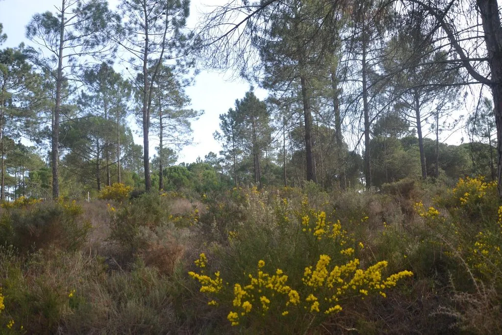 Aed - Development Land with Pool in Comporta