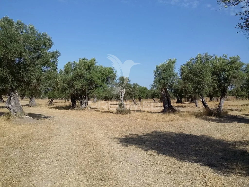 Aed - Rustic Land in Vale dos Picos