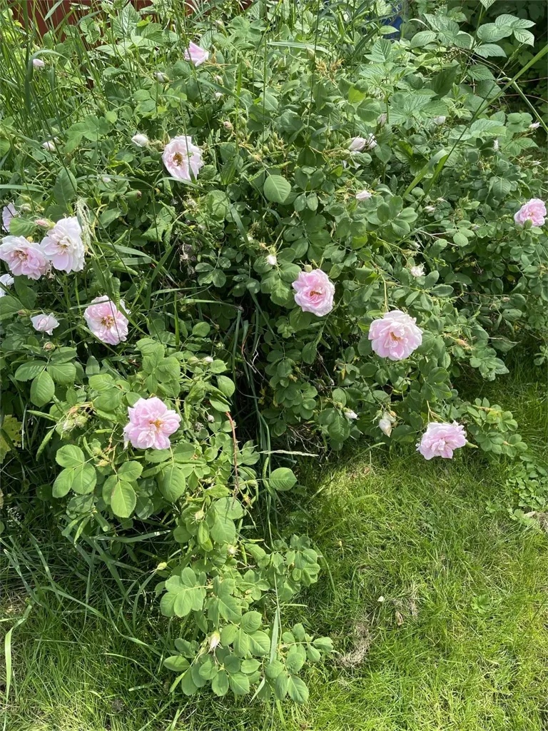 3-toaline maja asukohas Lindesbergs kommun