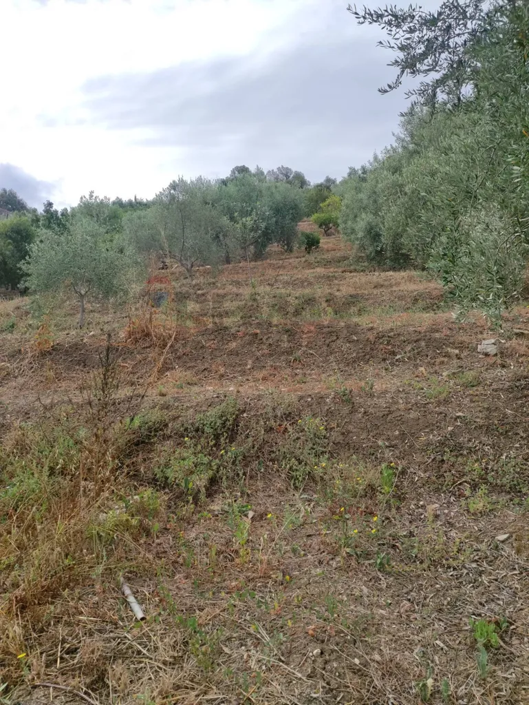 Aed - Agricultural Land with Olive Trees in Bagheria