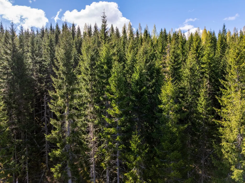 Unbuilt Land with Forest in Sundsvall