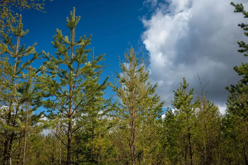 Forest Farm with Timber Rights in Östra Jämtland