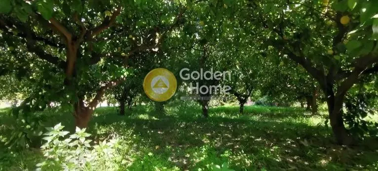 Jardin - Plot with Lemon Trees near Sounio Coast
