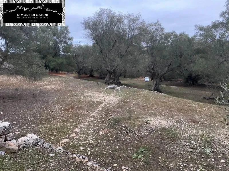 Garden - Saracen Trullo with Olive Grove in Ostuni