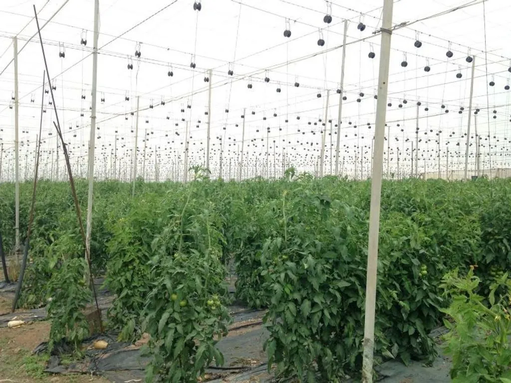 Garden - Land with Greenhouse in Guía de Isora