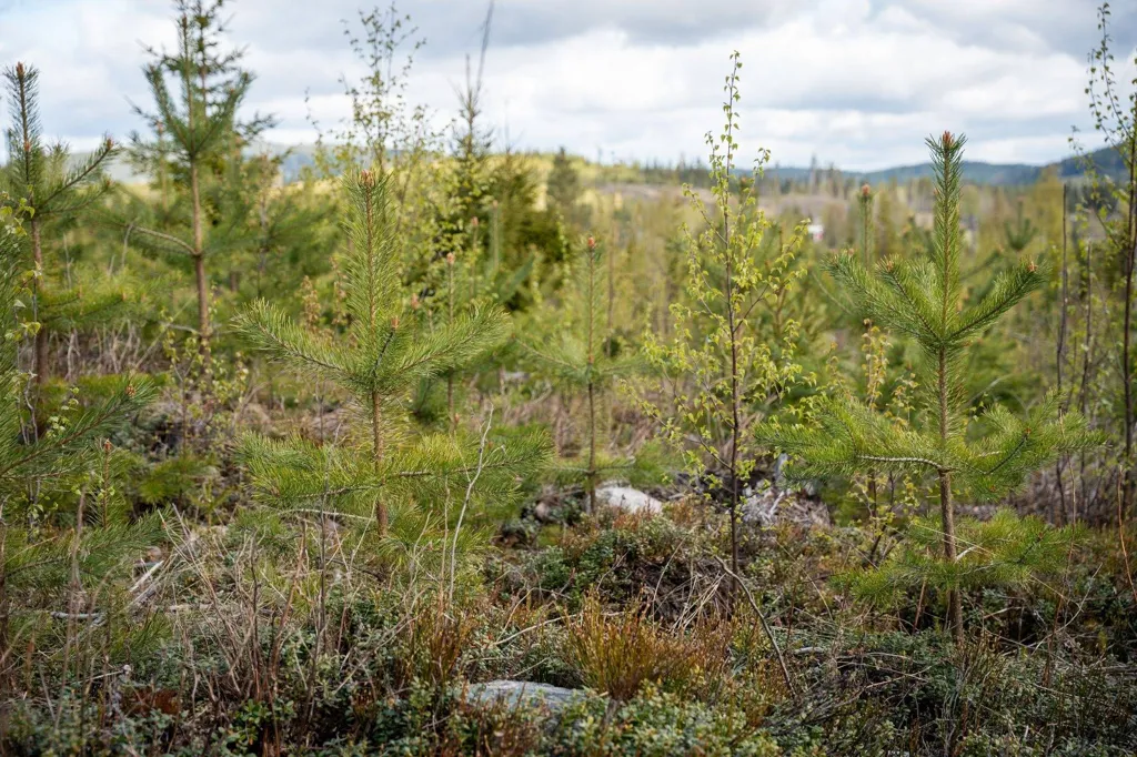 Jardin - Forest Farm with Timber Rights in Östra Jämtland