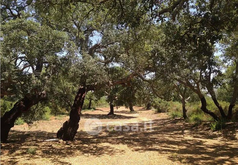 Giardino - Rustic Villa with Olive Grove in Caltagirone