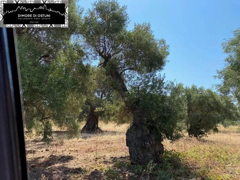 Rustic Lamia with Olive Grove in Ostuni