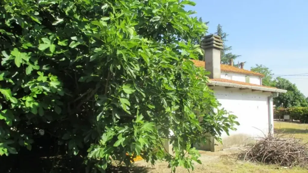 Garden - Rustic Casale with Orchard in Cesena