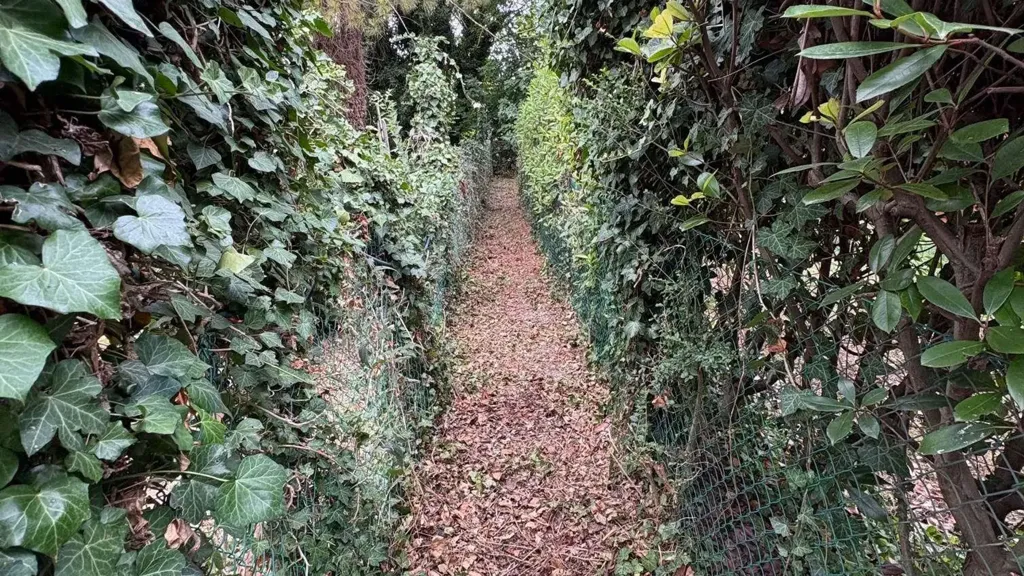 garden