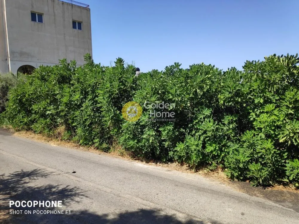 Aed - Plot with Olive Trees in Heraklion, Crete