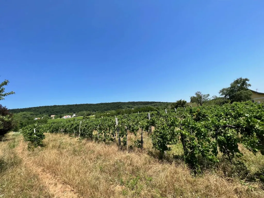 Jardín - Panoramic Land in Balatonszepezd, Veszprém