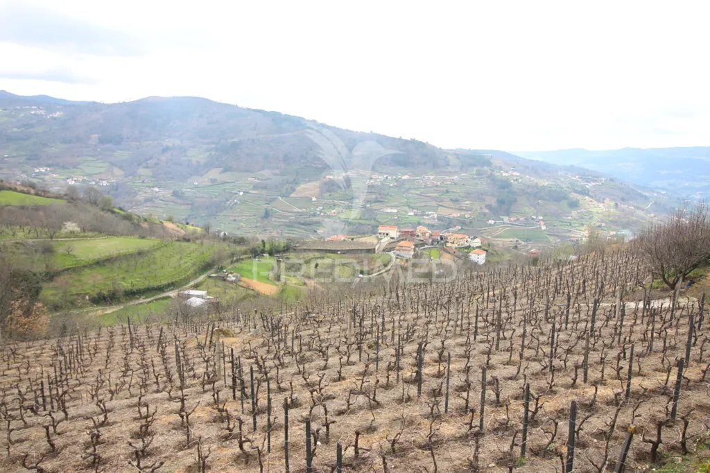 Jardin - Douro Vineyard with Water Source in Resende
