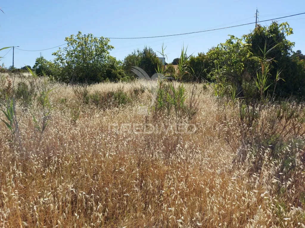Aed - Delimited Land with Fruit Trees near Lagos
