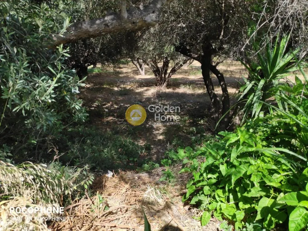 Aed - Plot with Olive Trees in Heraklion, Crete