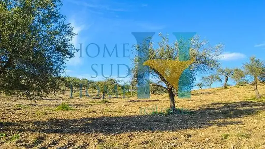 Garden - Villa with Olive Grove in Noto