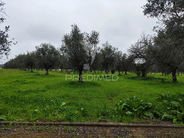 Jardin - Remodelled Quinta with Olive Grove in Avis