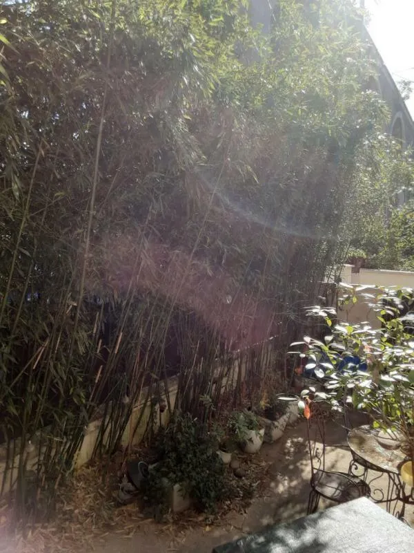Garden - Apartment with Terrace in Nogent-sur-Marne