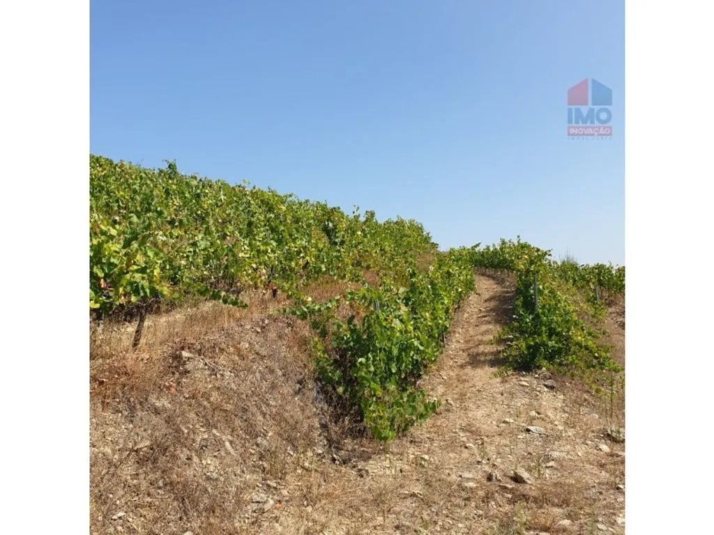 Aed - Luxury House with Olive Grove in Vila Real