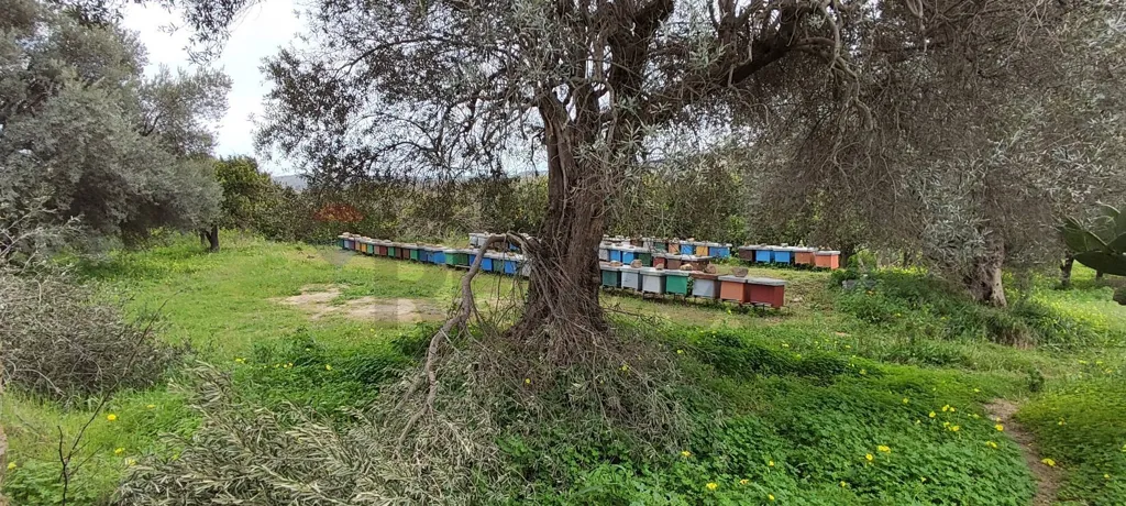 Jardin - Agricultural Plot with Olive Trees in Grammichele