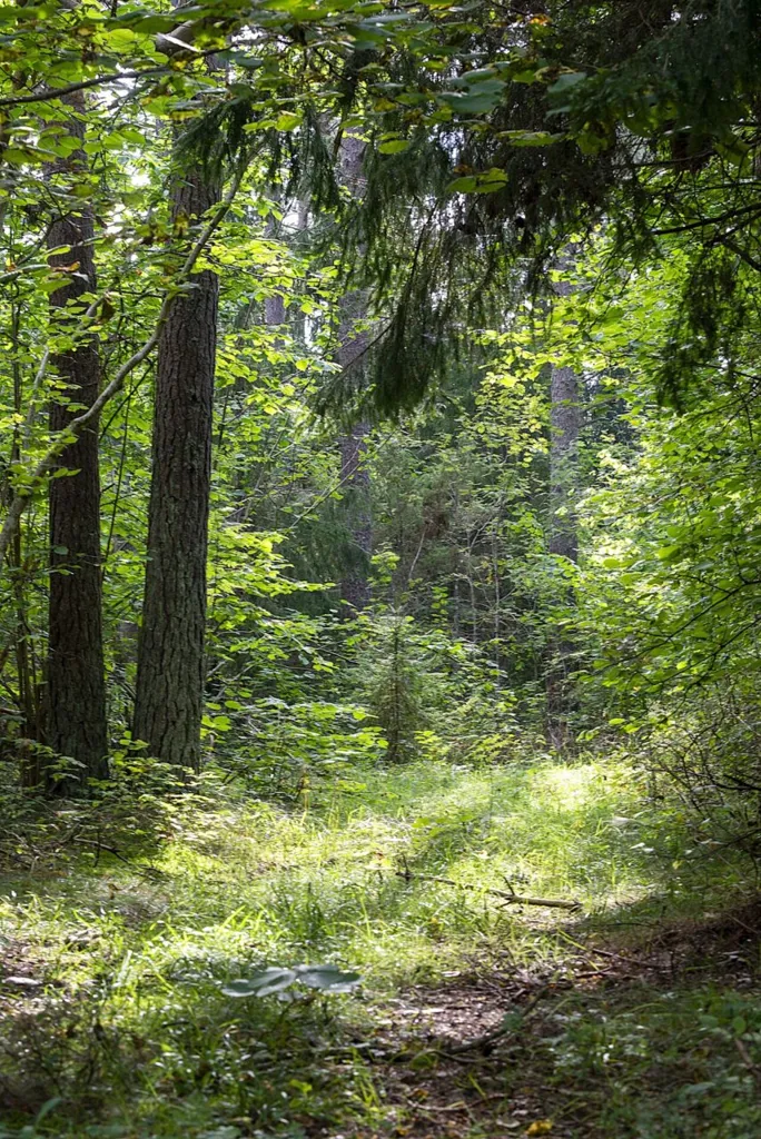 Plot with Potential for Cottage in Meiuste