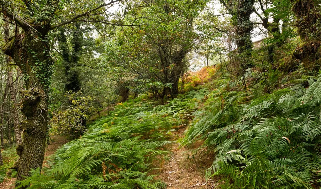 Restoration Opportunity with Forest in Silleda