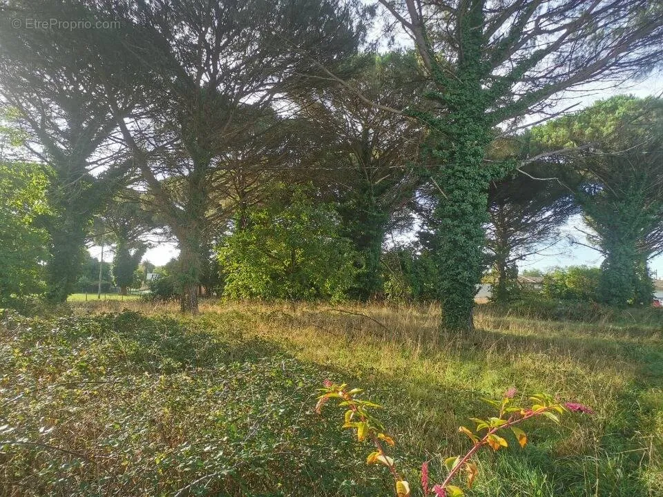 Jardin - Terrain à Construire avec Vue Jardin à Saint-Maixant